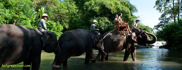 Elephant tour package list